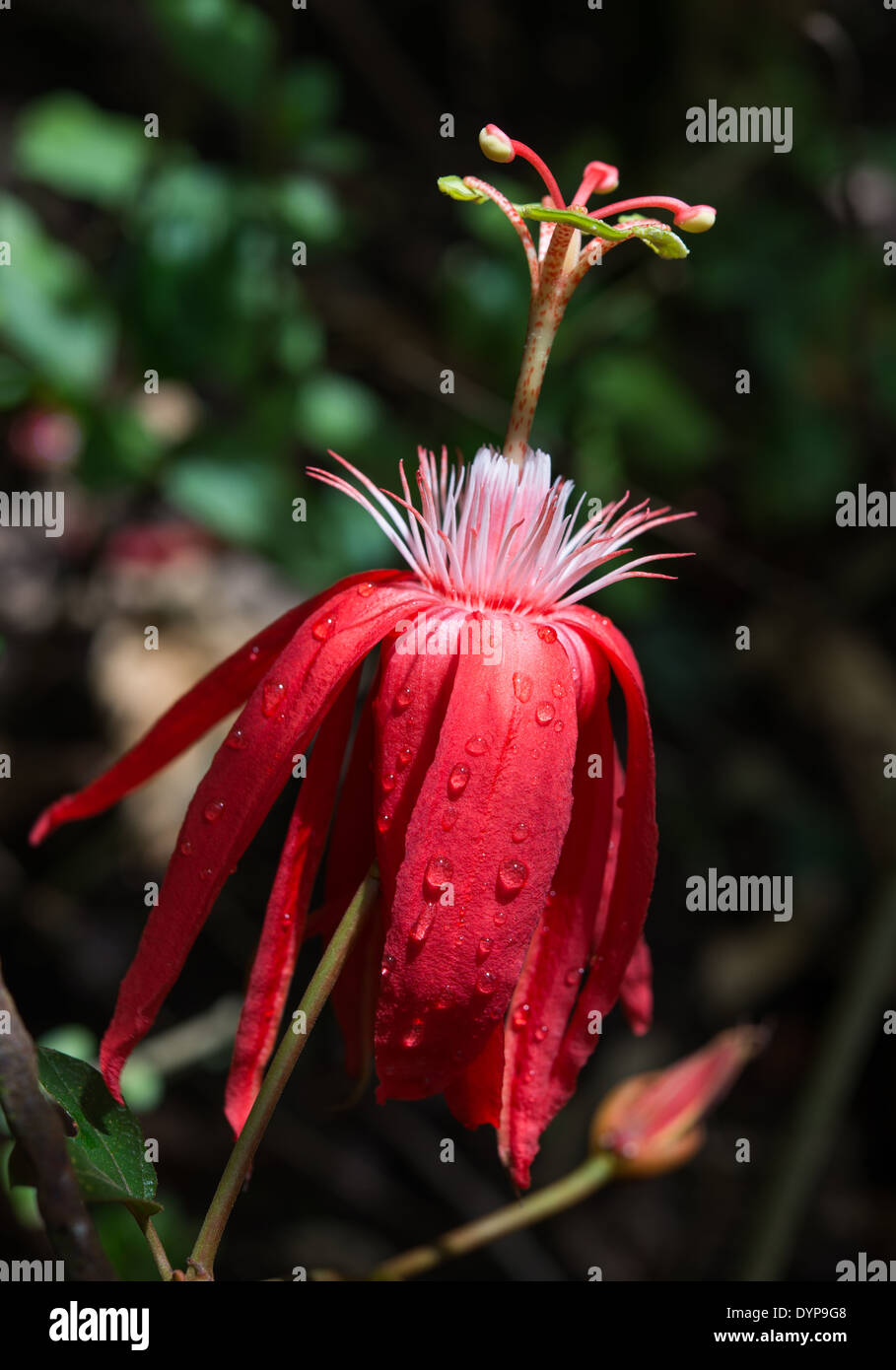Close-up of a red Passion Flower (Passiflora vitifolia). Monteverde, Costa Rica. Stock Photo