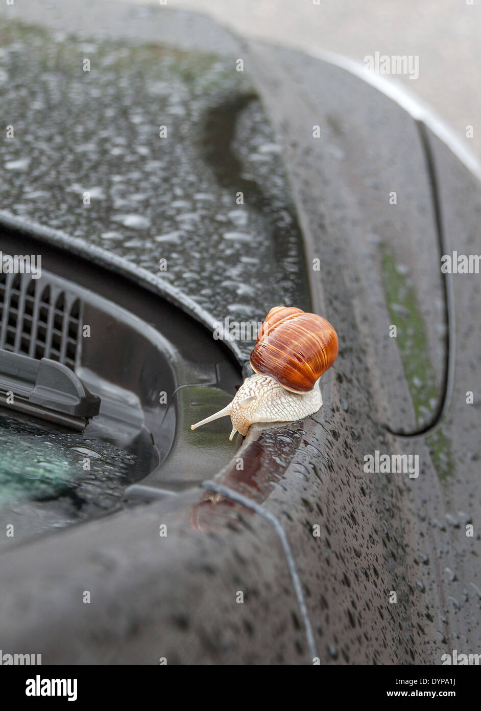 Path, trail, steps... Snail on the car in the rain. Stock Photo