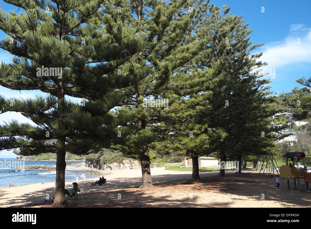 Norfolk Pine trees or triangular trees at Sydney's whale beach,NSW,Australia Stock Photo