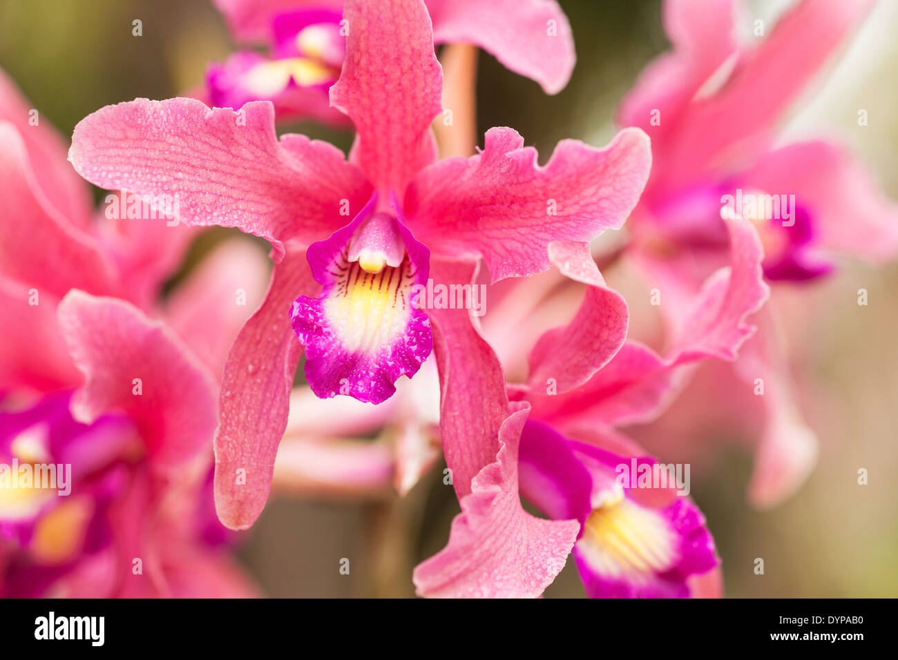 laelia orchid Splendid Spire "Rose Midnight", Santa Barbara Orchid Estate, Santa Barbara, California, United States of America Stock Photo
