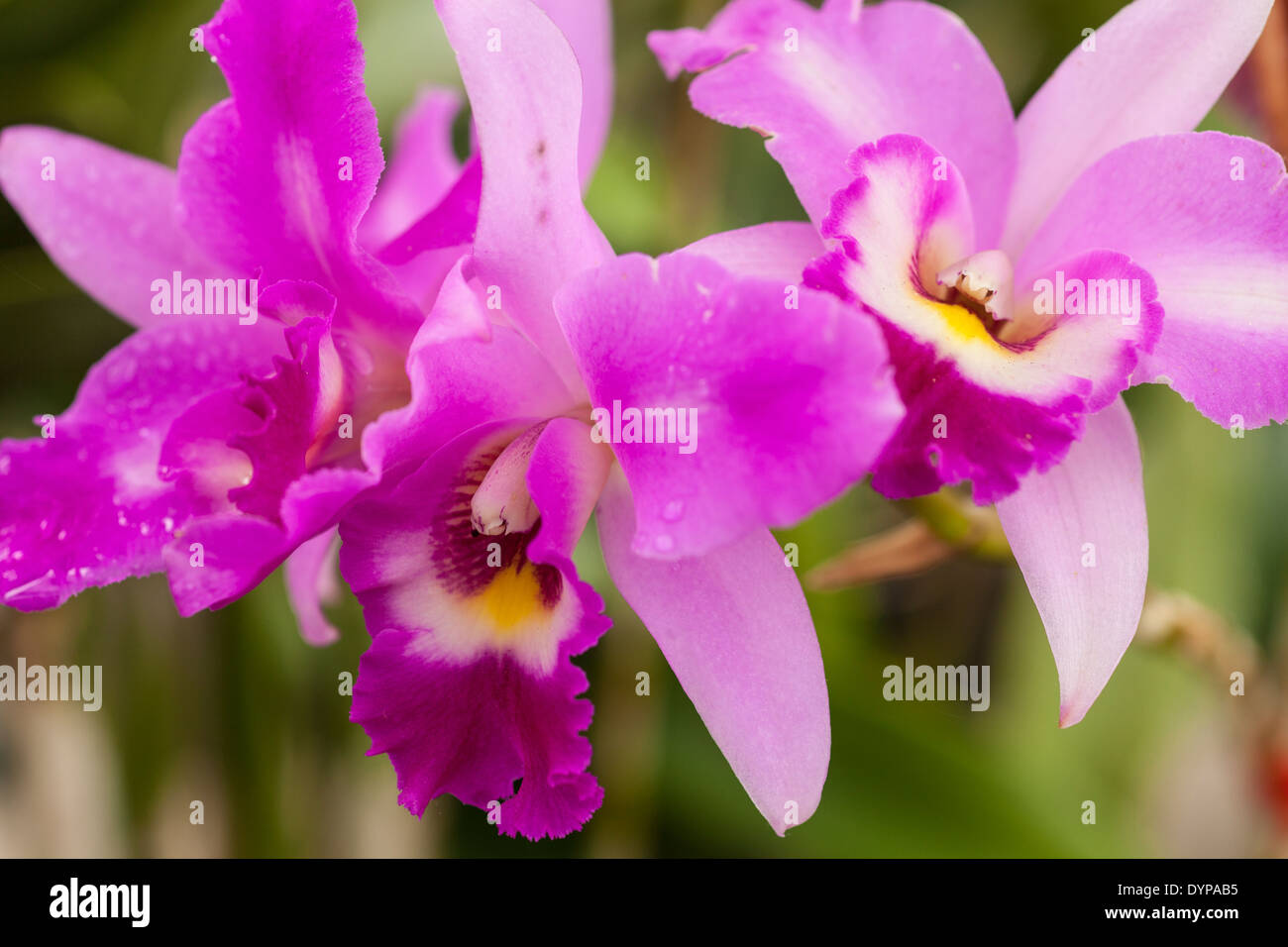 cattleya orchid, Santa Barbara Orchid Estate, Santa Barbara, California, United States of America Stock Photo