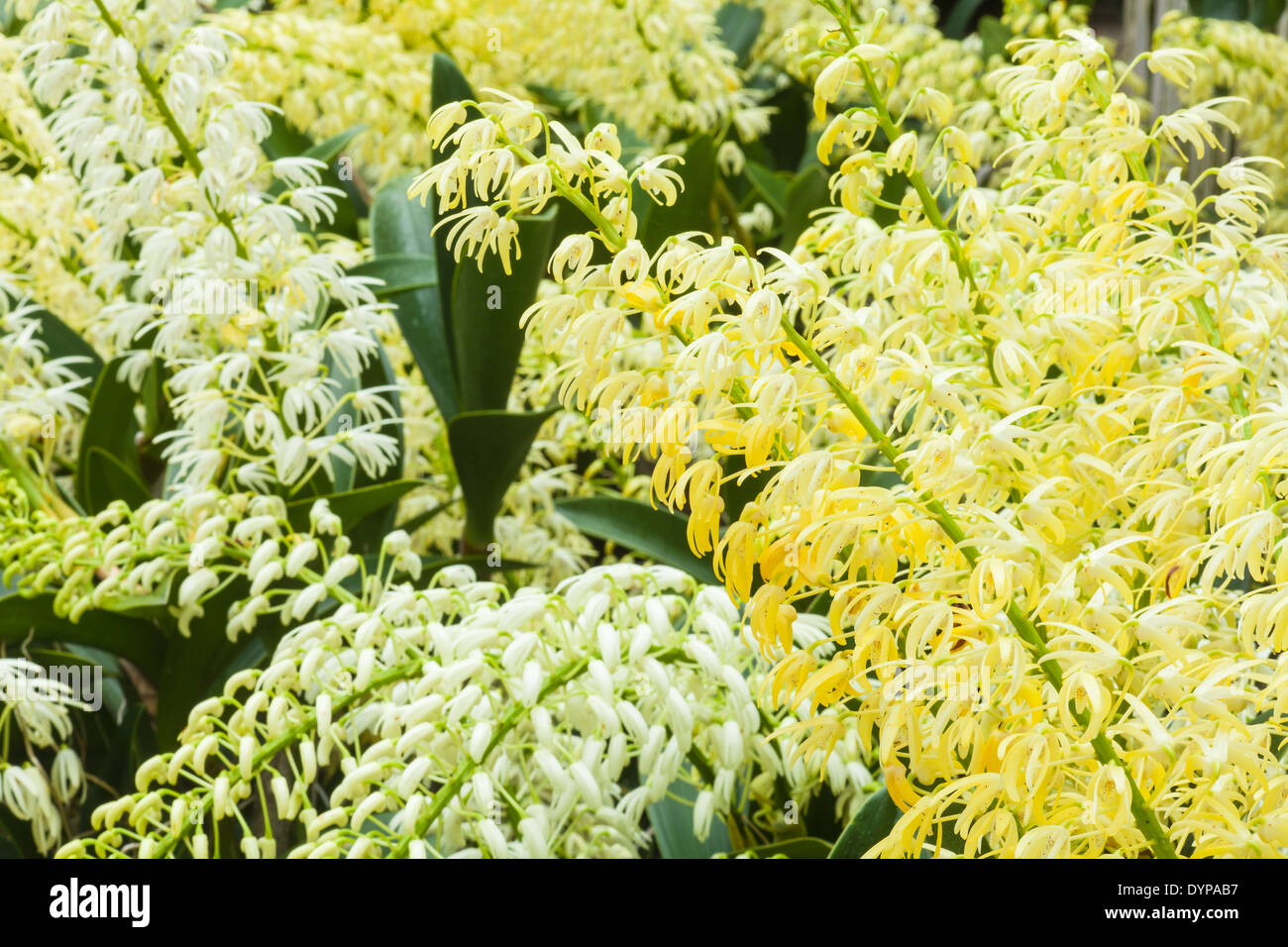 dendrobium orchid, Santa Barbara Orchid Estate, Santa Barbara, California, United States of America Stock Photo