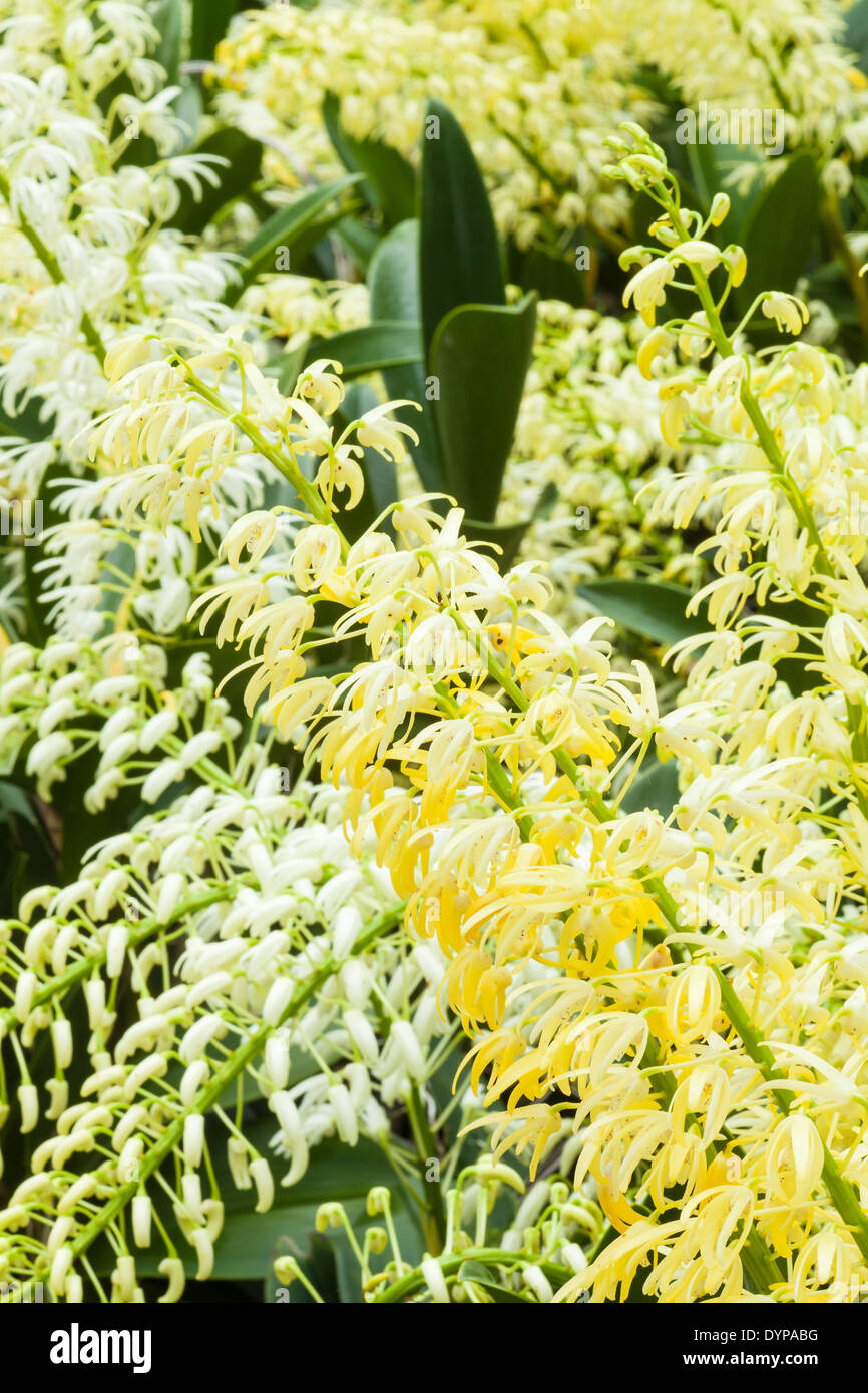 dendrobium orchid, Santa Barbara Orchid Estate, Santa Barbara, California, United States of America Stock Photo