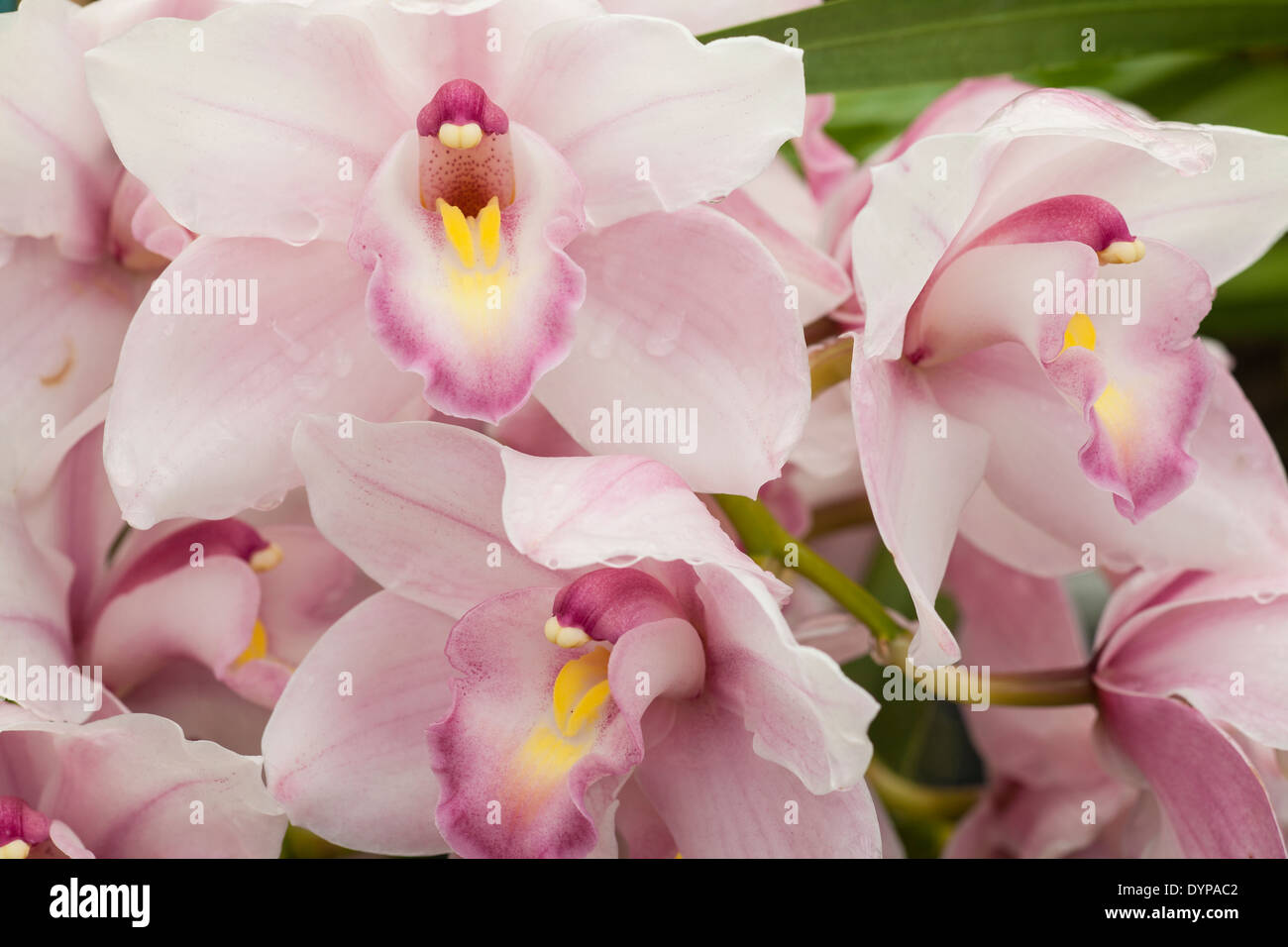 cymbidium orchid 'Jennifer Gail', Santa Barbara Orchid Estate, Santa Barbara, California, United States of America Stock Photo