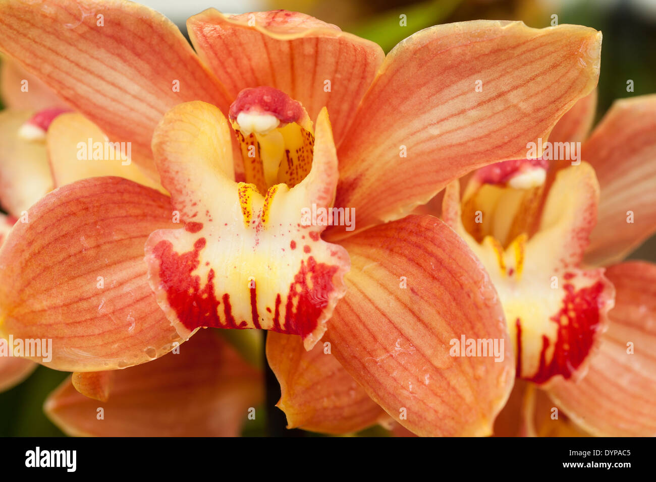 cymbidium orchid 'Sunset', Santa Barbara Orchid Estate, Santa Barbara, California, United States of America Stock Photo