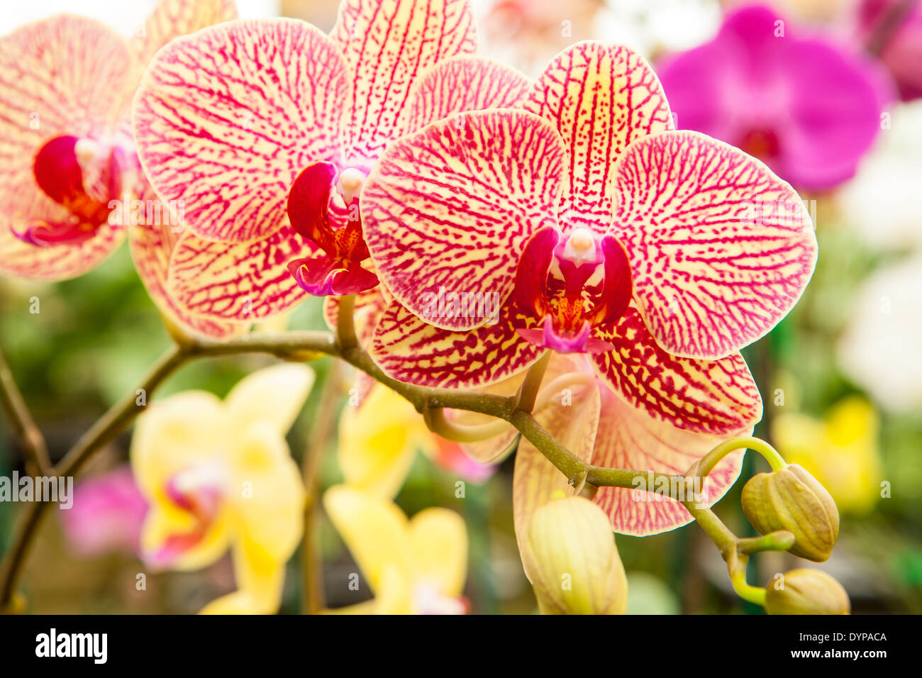 phalaenopsis orchids, Gallup and Stribling Orchids, Carpinteria, California, United States of America Stock Photo