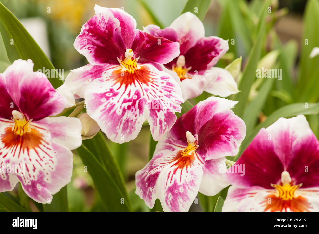 miltonoa orchids, or pansy orchids, Gallup and Stribling Orchids, Carpinteria, California, United States of America Stock Photo