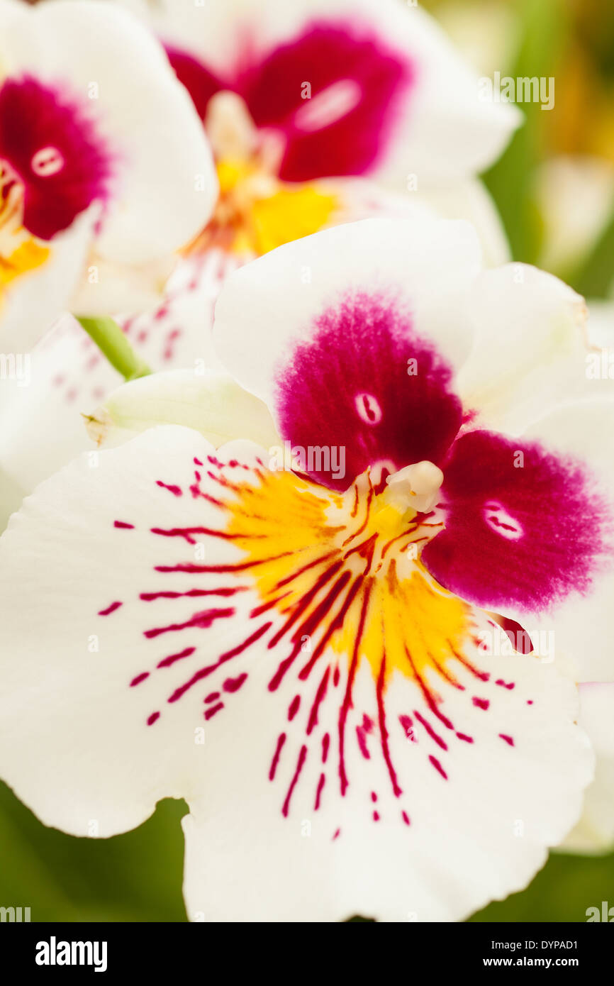 miltonia orchids, or pansy orchids, Gallup and Stribling Orchids, Carpinteria, California, United States of America Stock Photo