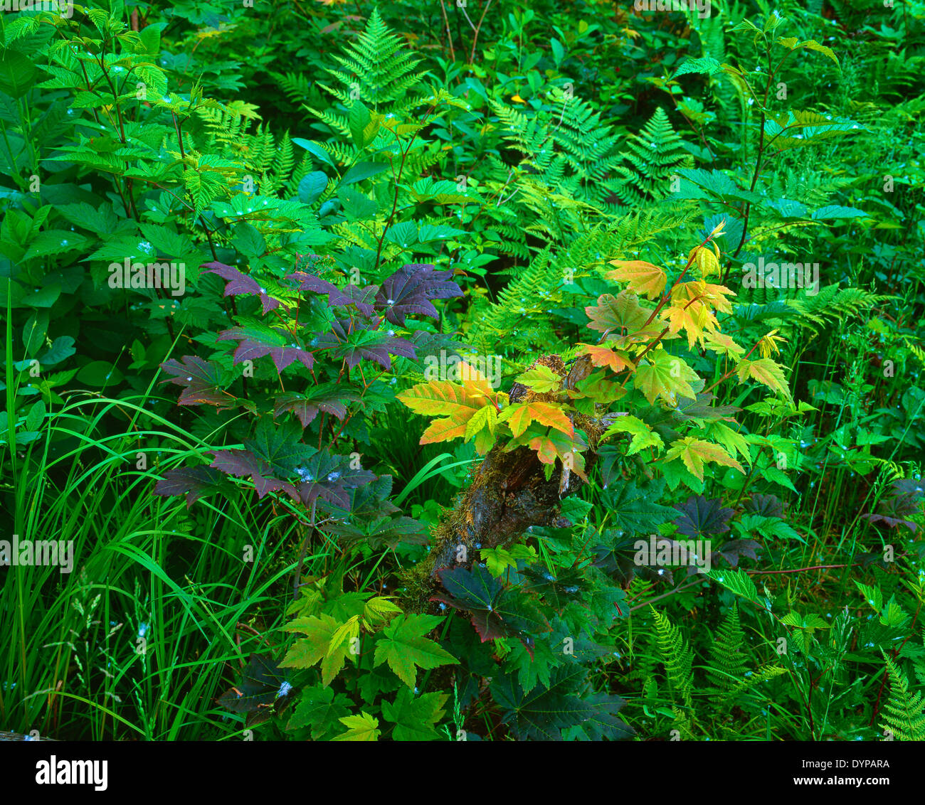 Detailed foliage hi-res stock photography and images - Alamy