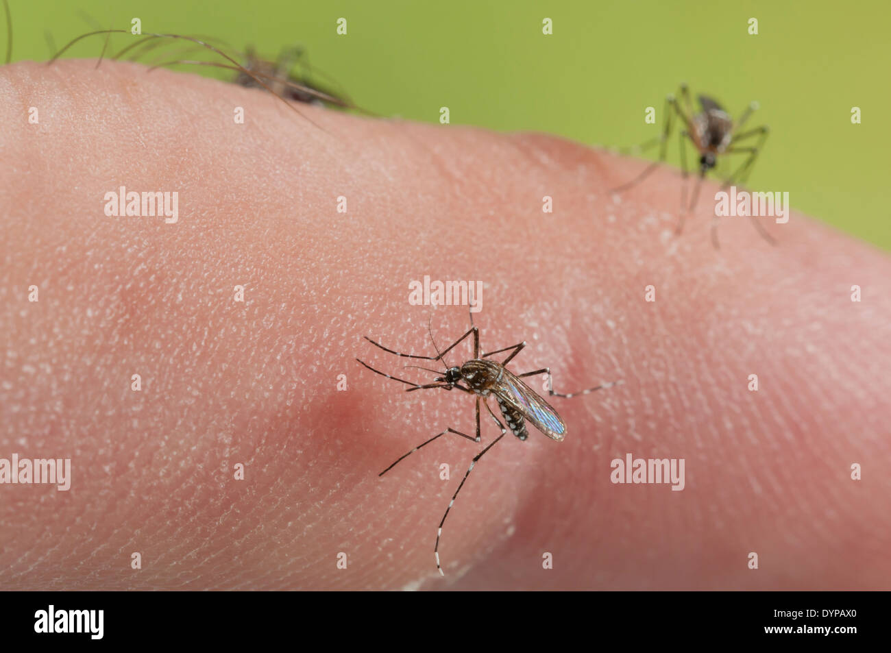 Biting on human skin in order to collect blood necessary for making an eggbatch, transmitting diseases such as Dengue or Yellow Fever in this act. Stock Photo