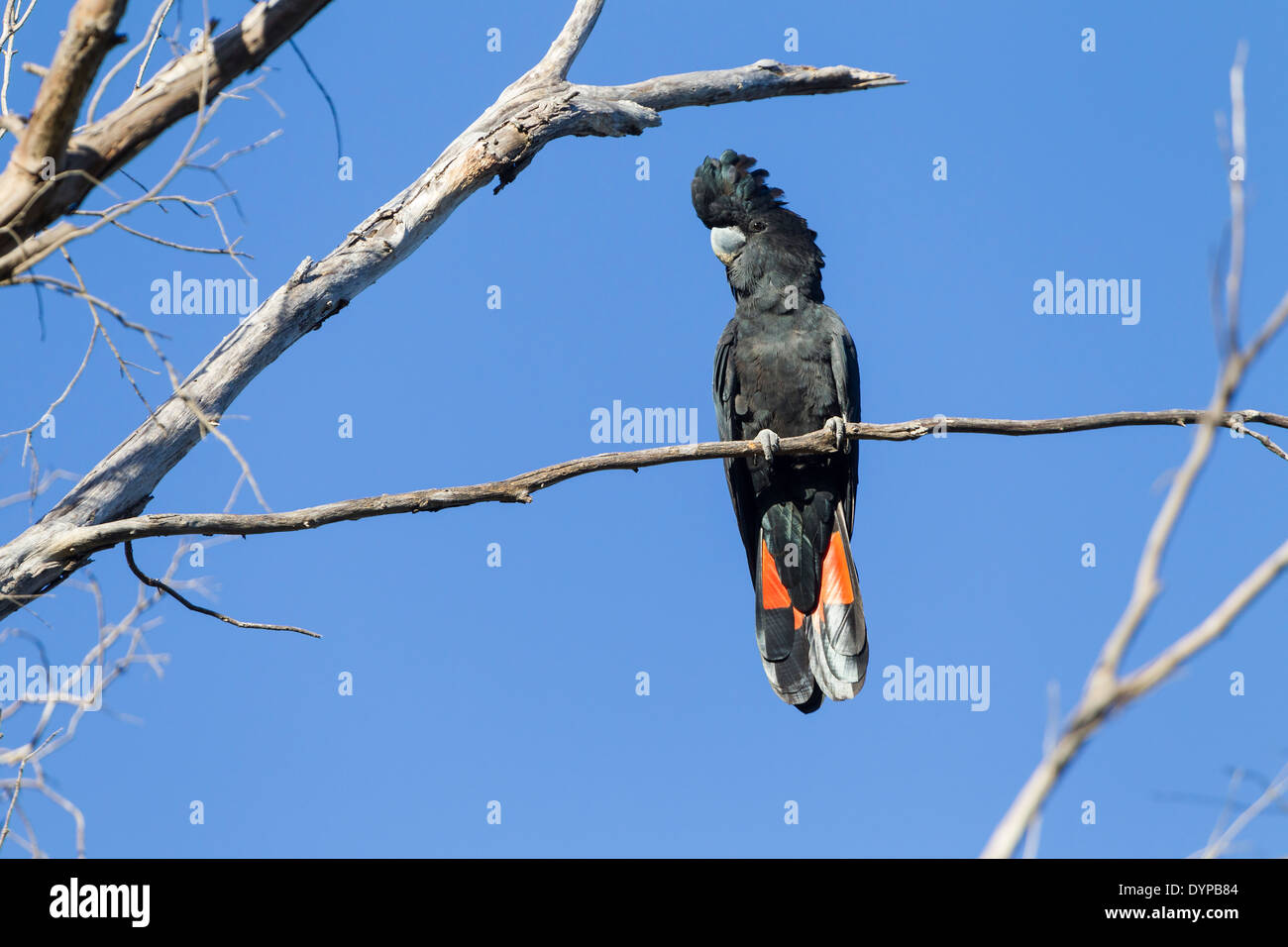 Red-tailed Black Cockatoo. Calptorlrynchus banksi, perched early morning with a nice blue sky behind the bird. Stock Photo