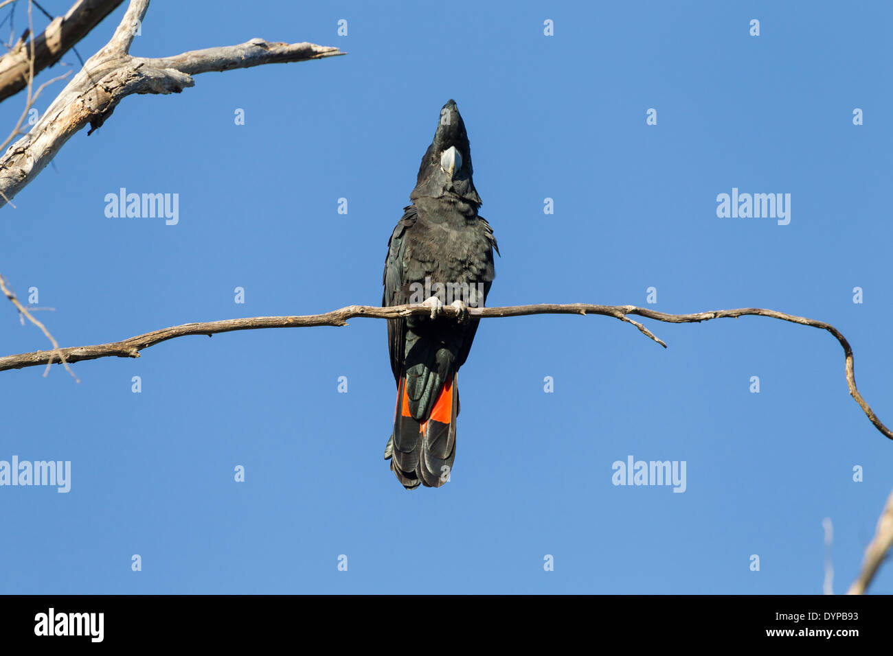 Red-tailed Black Cockatoo. Calptorlrynchus banksi, perched early morning with a nice blue sky behind the bird. Stock Photo