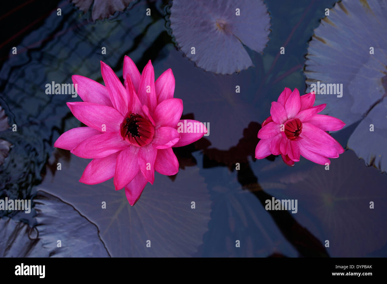 Pink water lilies (Nymphea)in one of the waterlily dams (pools or