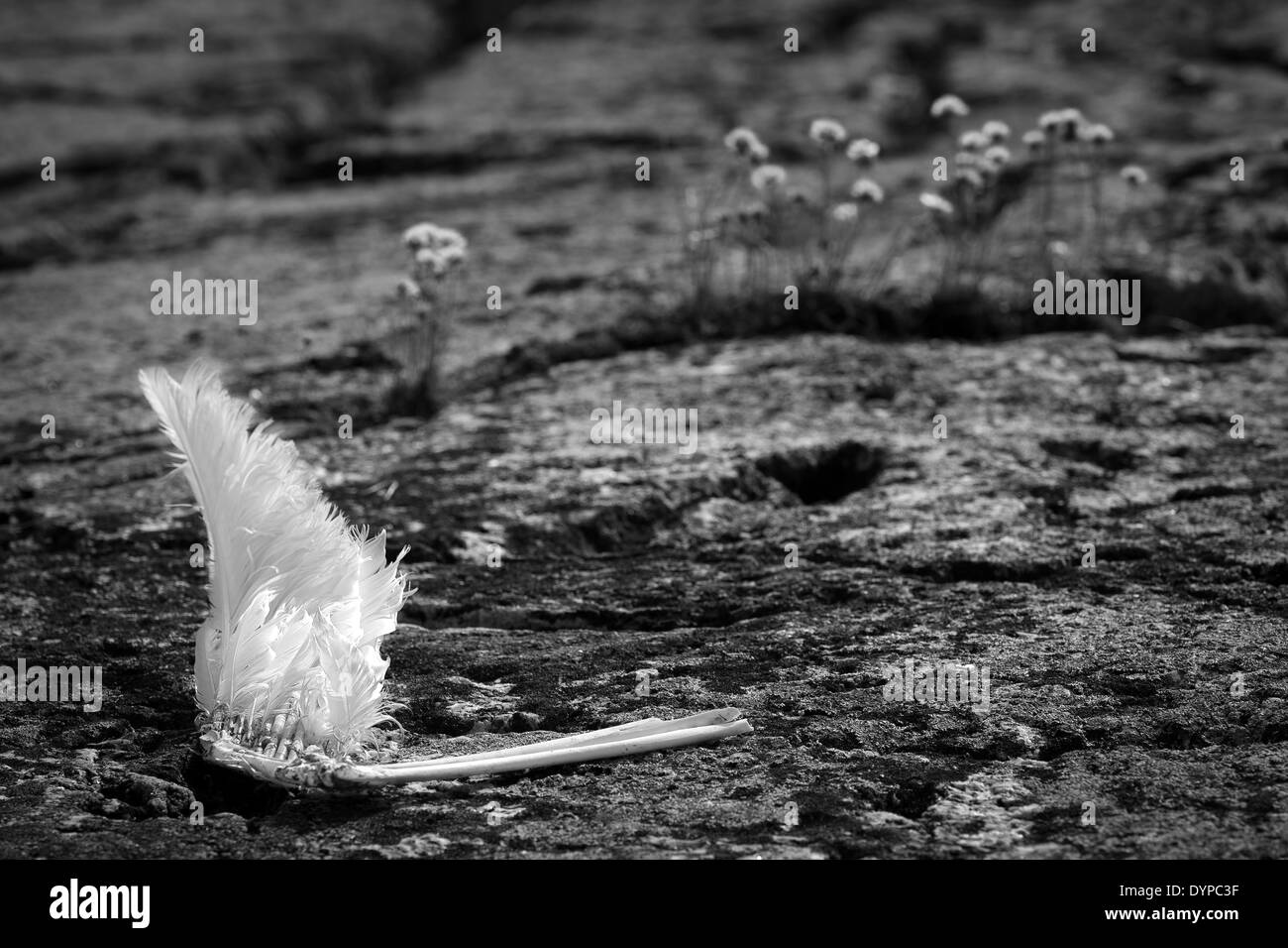 A wing of an seagull on a remote small island shore, Kirkkonummi, Finland, EU Stock Photo