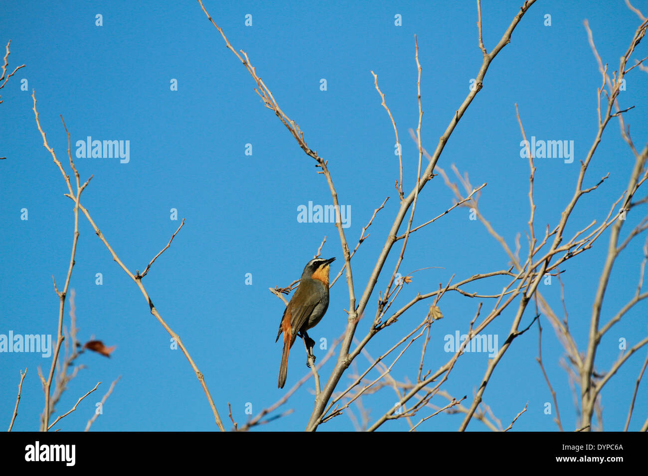 Cape robin-chat (Cossypha caffra) bird in a tree. Stock Photo