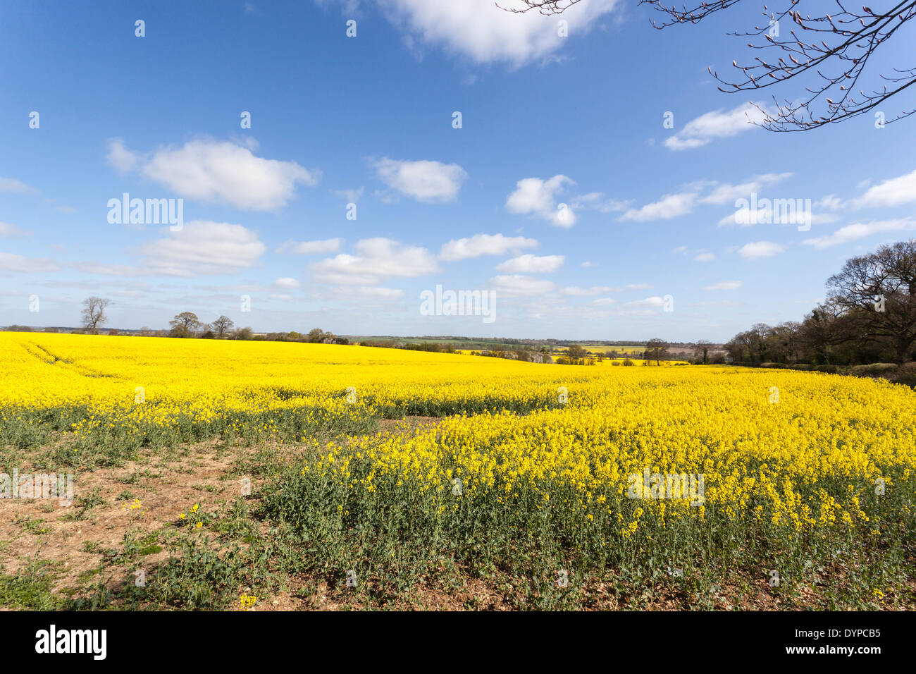 The intense yellow flowers of a rapeseed field against the blue sky, St Albans, Hertfordshire, England, UK. Stock Photo