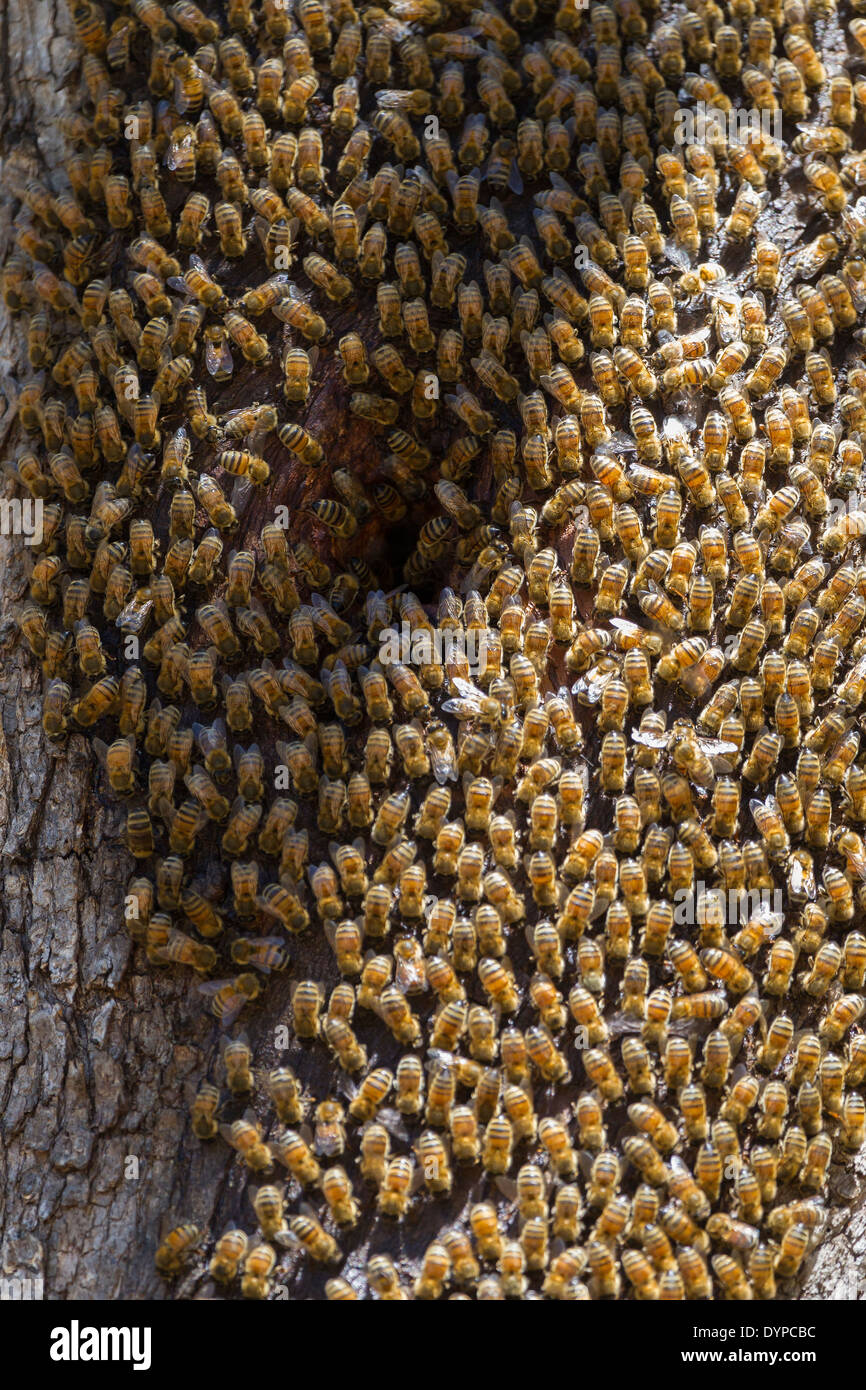 Feral European Honey Bees on a hollow tree in Western Australia Stock Photo Alamy