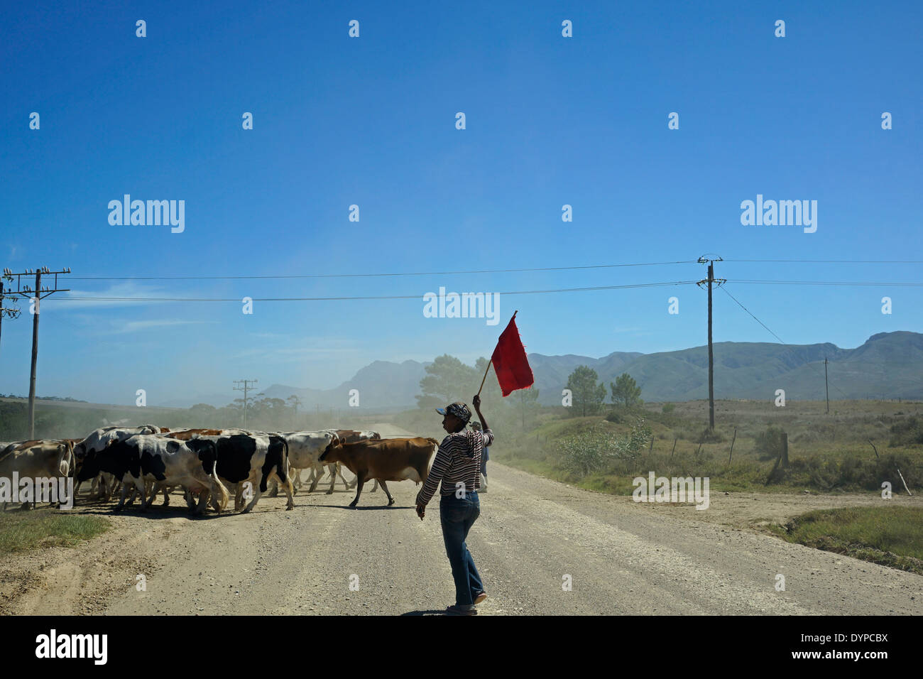 Farmworkers herding cattle near Stanford in the Overberg District Municipality in the Western Cape province, South Africa. Stock Photo