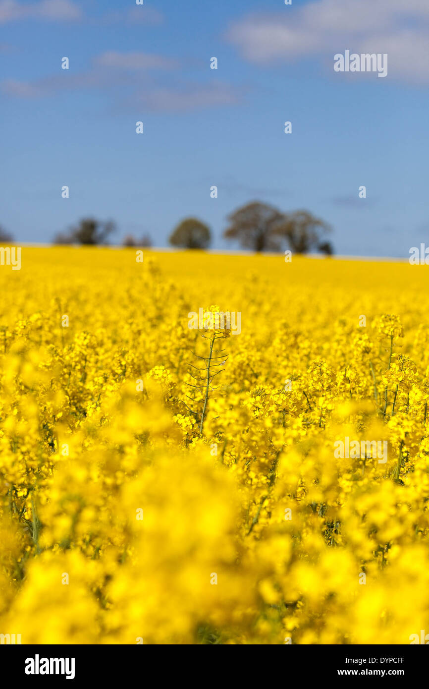 The intense yellow flowers of a rapeseed field against the blue sky, St Albans, Hertfordshire, England, UK. Stock Photo
