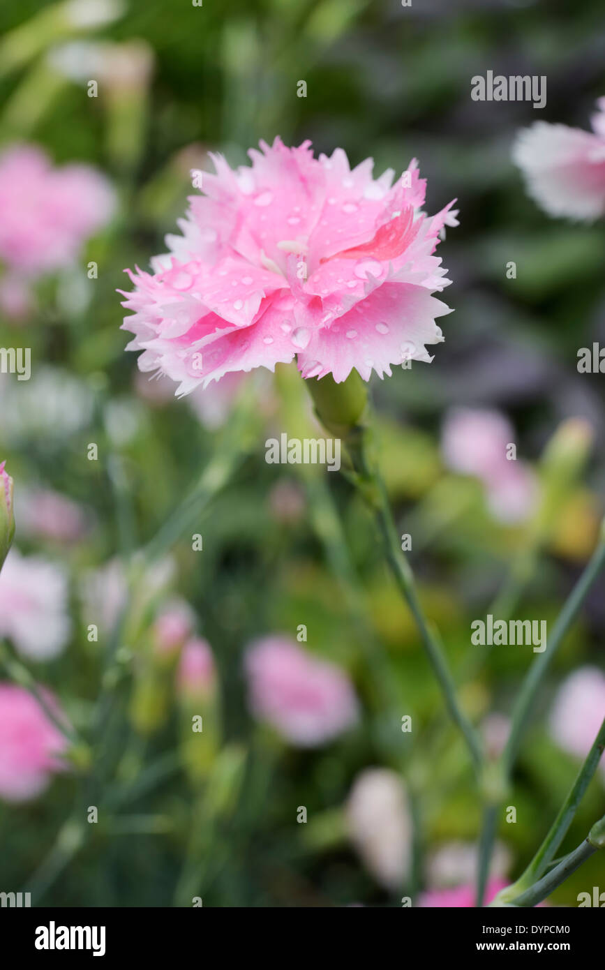 Dianthus caryophyllus, Clove Pink flowers, Wales, UK. Stock Photo