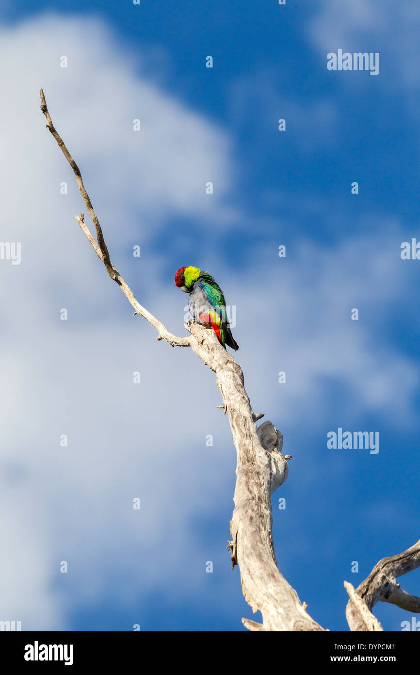 Dead parrot hi-res stock photography and images - Alamy
