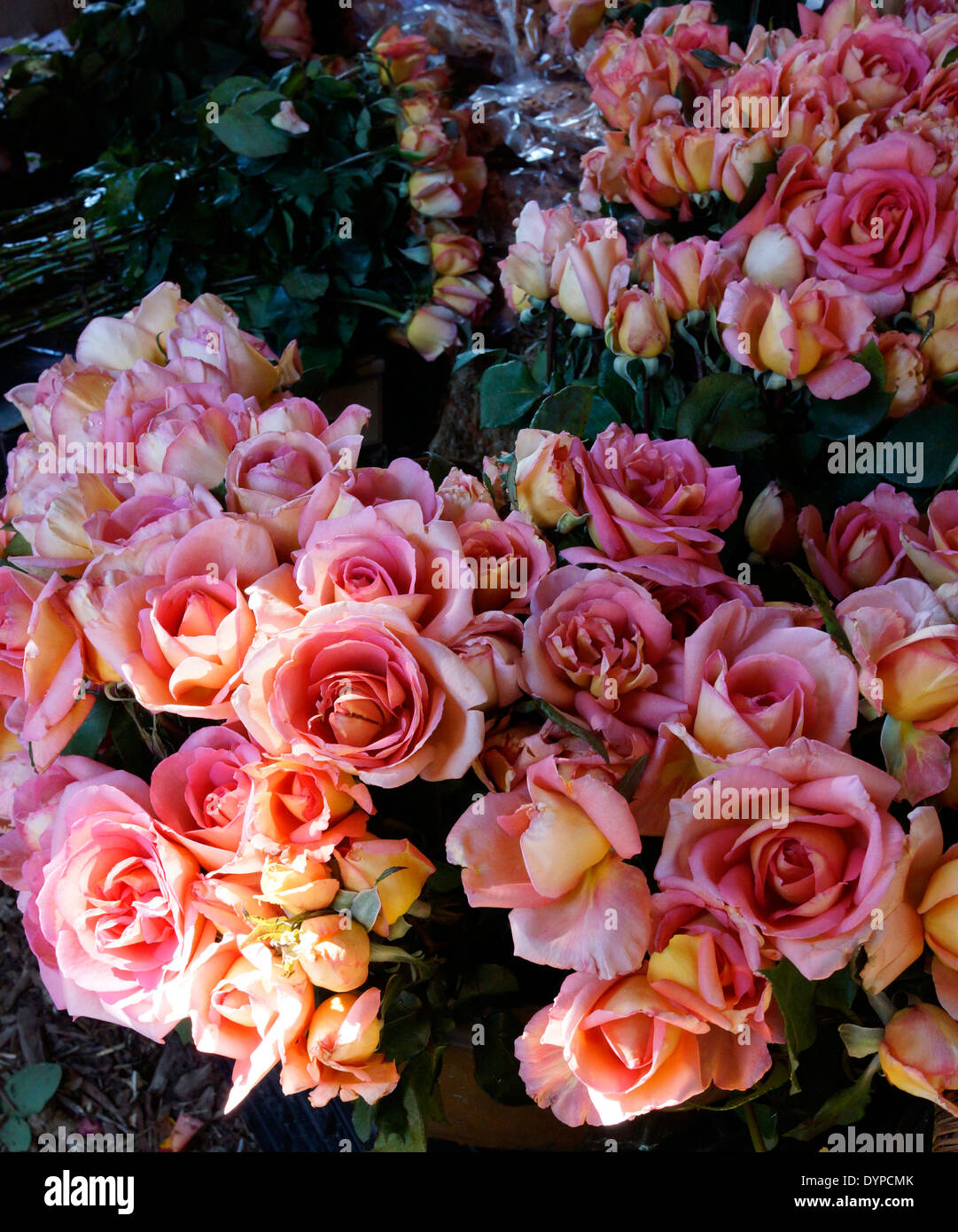 Roses for sale on Market Day at the Oranjezicht City Farm in Cape Town,  Western Cape province, South Africa Stock Photo - Alamy