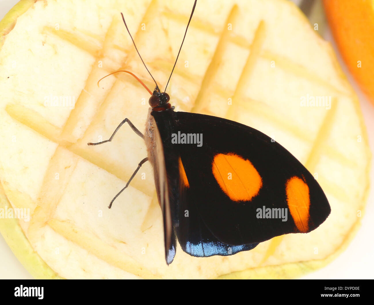 Male Grecian Shoemaker Butterfly (Catonephele numilia, a.k.a. Blue-frosted Banner, Blue-frosted Catone or Stoplight Catone) Stock Photo