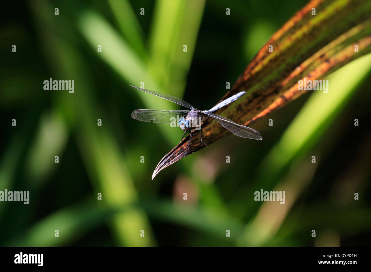 A Julia Skimmer dragonfly (Orthetrum julia) in Kirstenbosch National Botanical Gardens , Cape Town, South Africa. Stock Photo