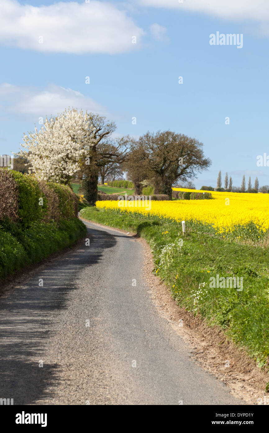 Punchbowl Lane. St Albans, Hertfordshire, England, UK. Stock Photo