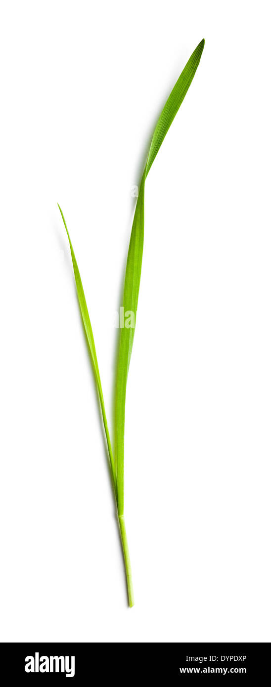 Single Blade Of Grass
