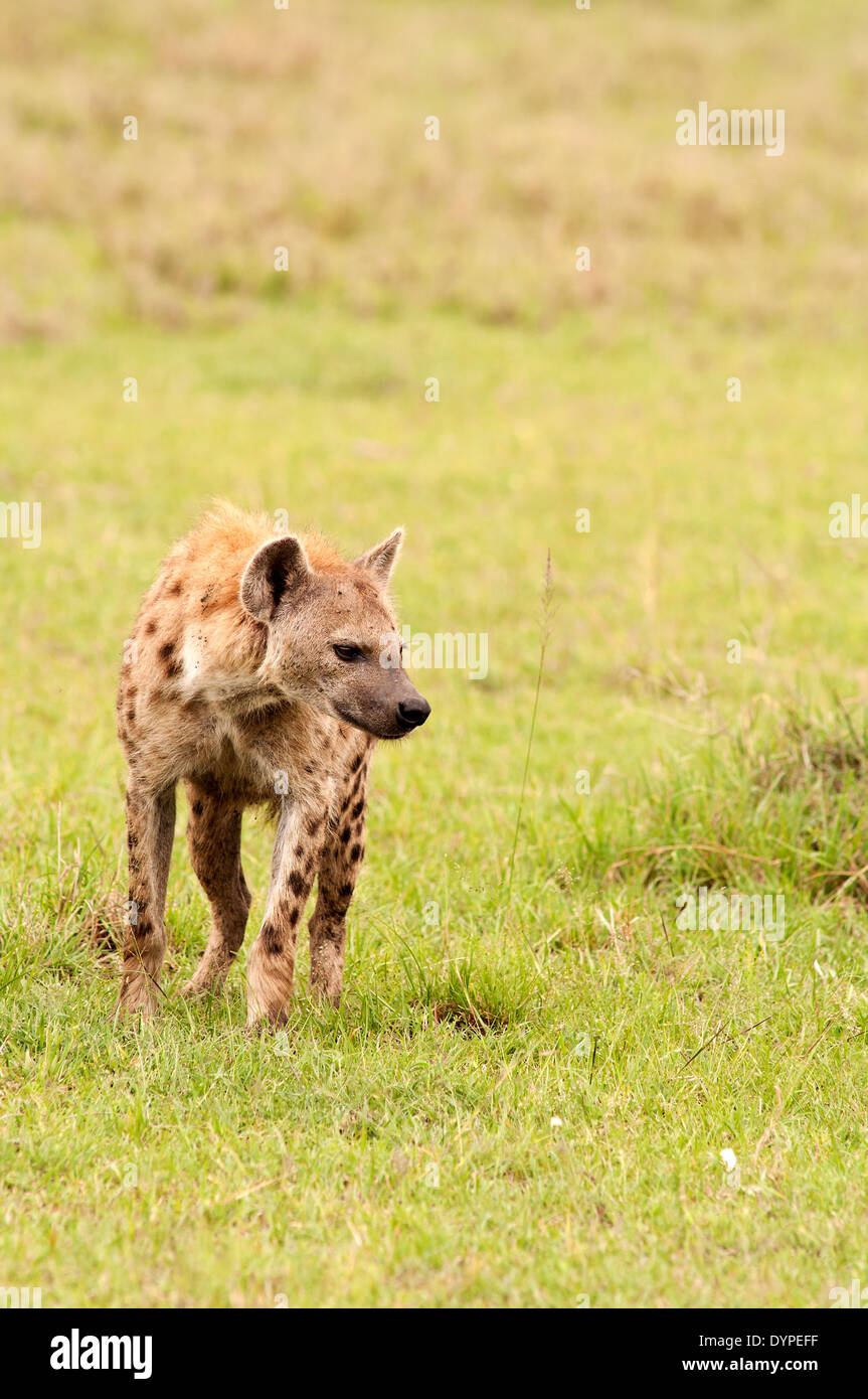 Vertical portrait of adult spotted hyena, Crocuta crocuta (Hyaenidae), looking for in the grass. Masai mara. Kenya. Africa. Stock Photo