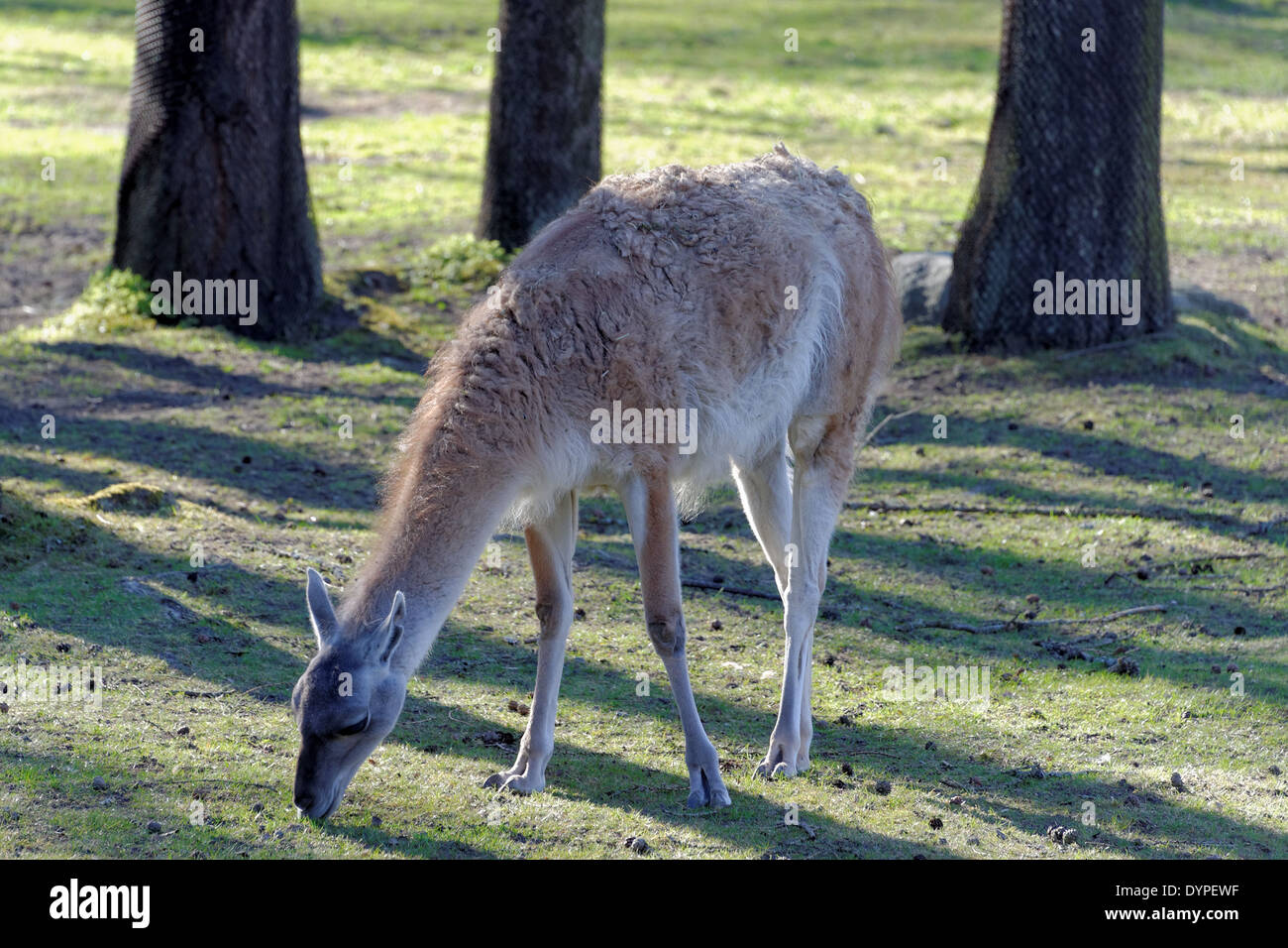Guanaco (Lama guanicoe) is a camelid native to South America that stands between 1 and 1.2 metres. Stock Photo