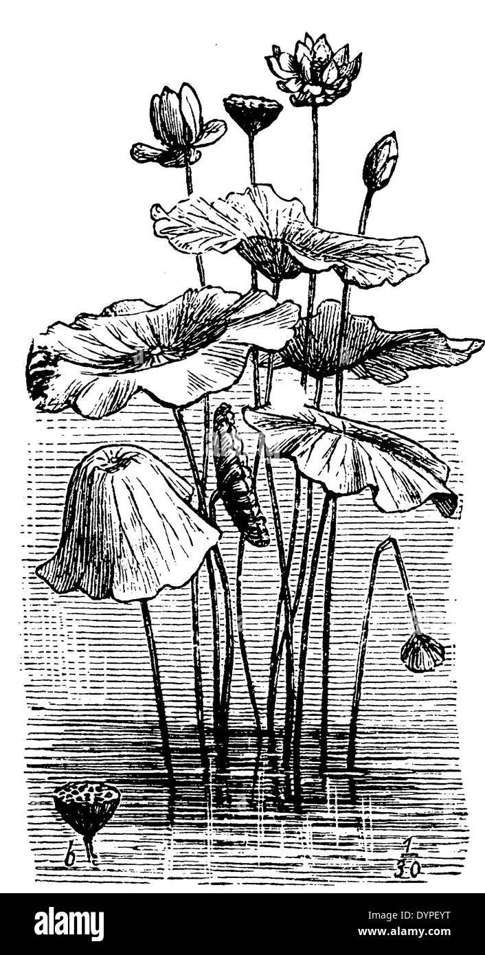 Lotus flower history hires stock photography and images Alamy