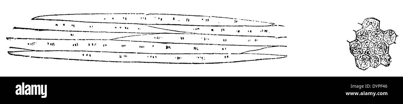 plant fibers Stock Photo