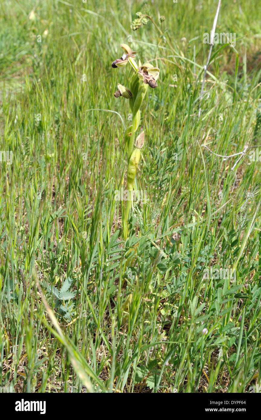 Cyprus Bee orchid Ophrys kotschyi growing in its natural habitat in the Kyrenia Mountain Range North Cyprus Stock Photo
