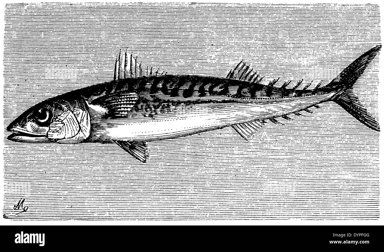 Mackerel line drawing hires stock photography and images Alamy