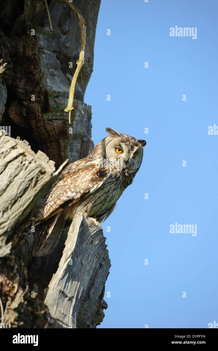 long eared Owl Stock Photo