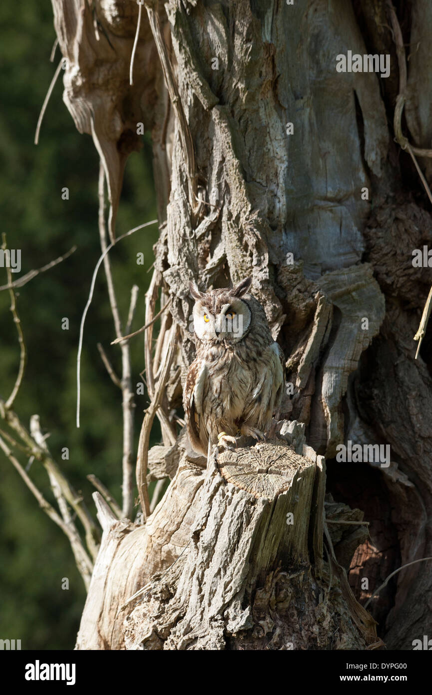 long eared Owl Stock Photo