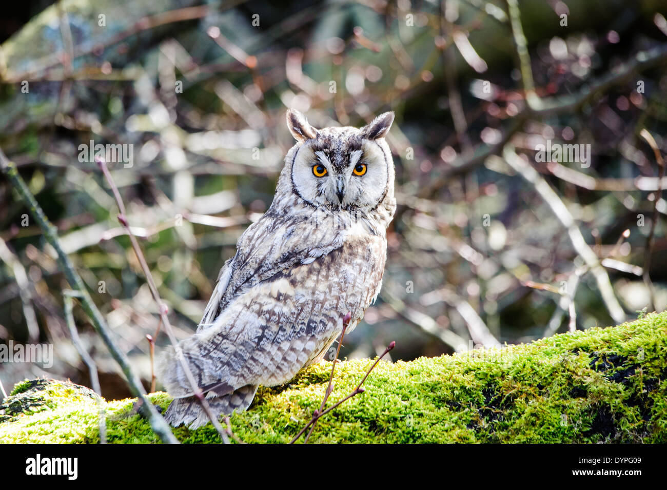 long eared Owl Stock Photo