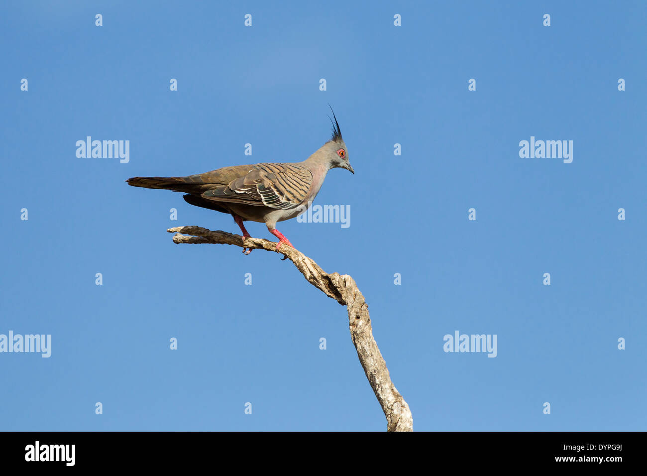 The Crested Pigeon (Ocyphaps lophotes, also commonly known as the Top Notch Pigeon Stock Photo