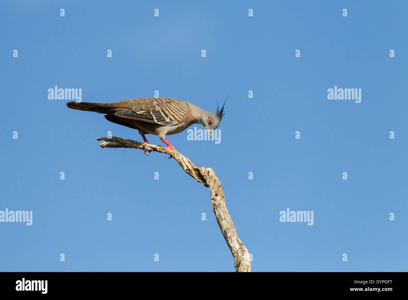 Top notch pigeon hires stock photography and images Alamy