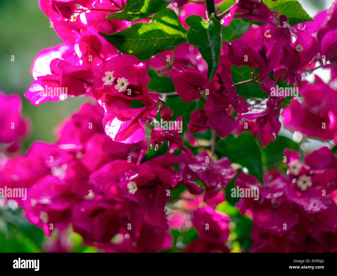 Bougainvillea pink magenta Stock Photo