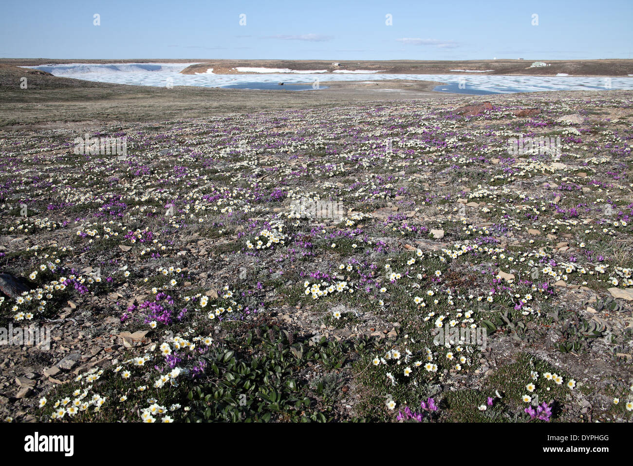 Drift of Arctic flowers at Cambridge Bay, Nunavut, Canada Stock Photo