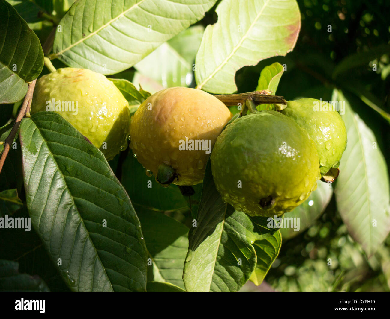 Guava tree in Greek garden, ripe and ripening fruit. Stock Photo