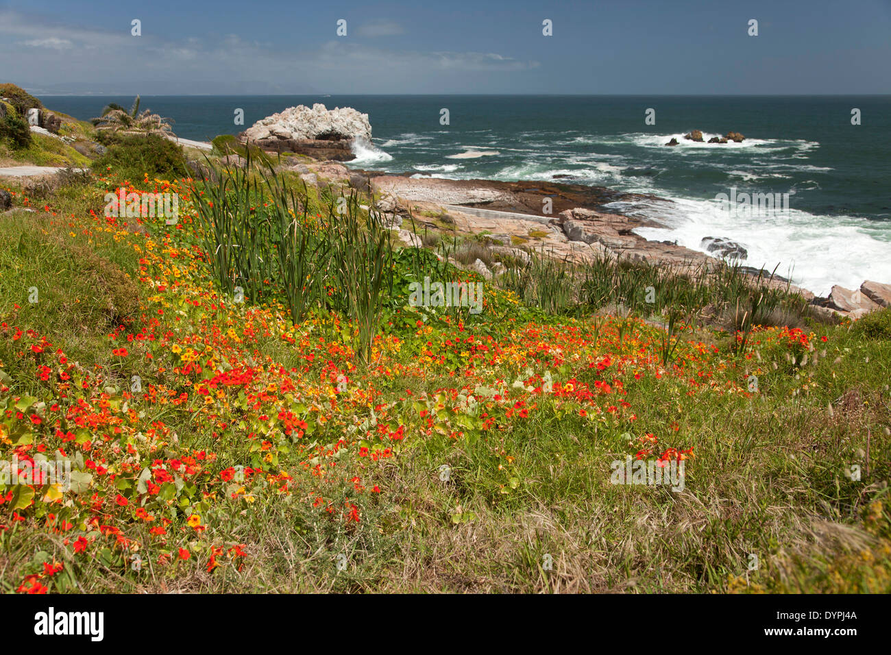 colourful plants at the coast of Hermanus, Western Cape, South Africa Stock Photo