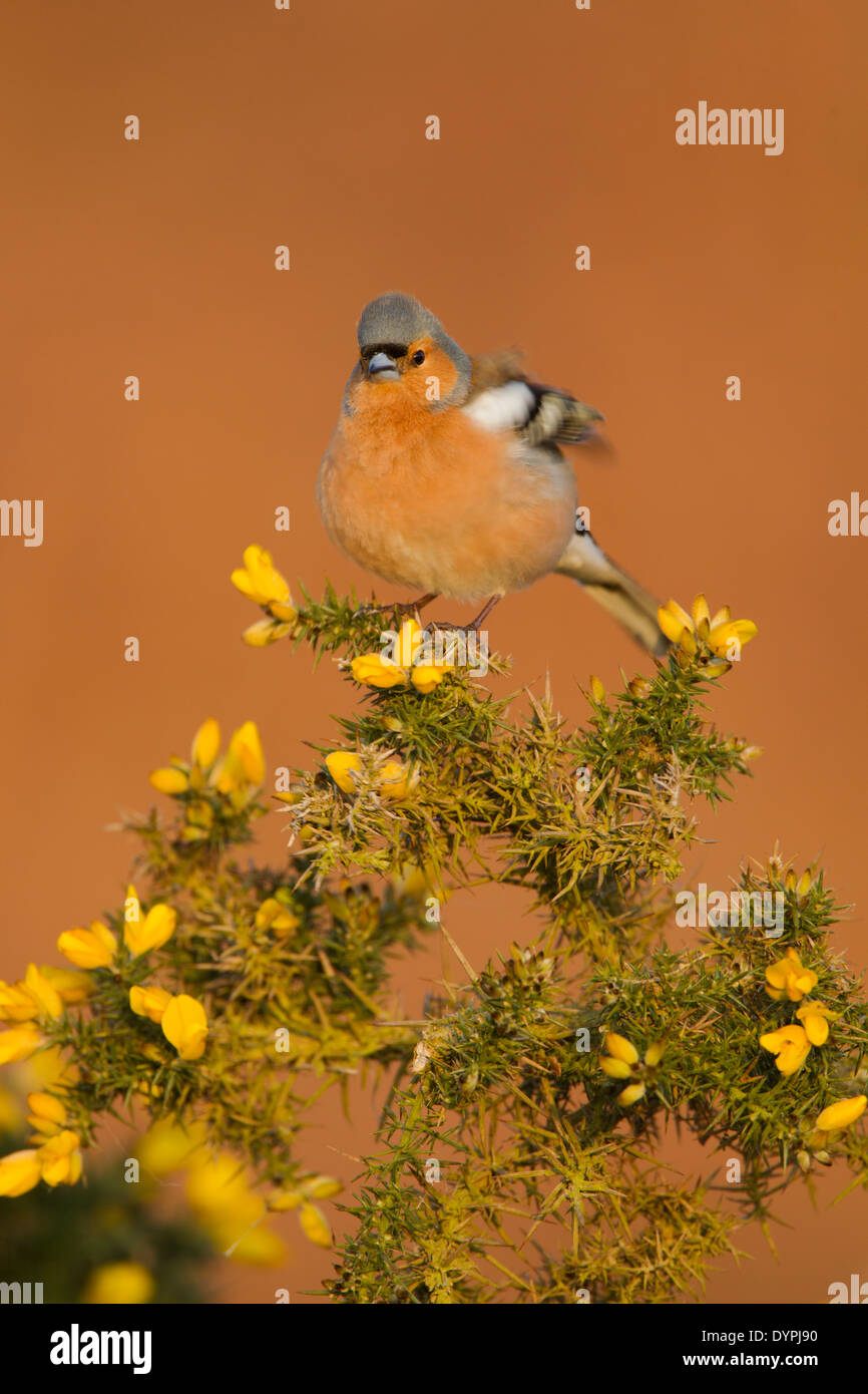 Male chaffinch, Latin name Fringilla coelebs, perched on a flowering gorse bush in early morning light while flapping its wings Stock Photo