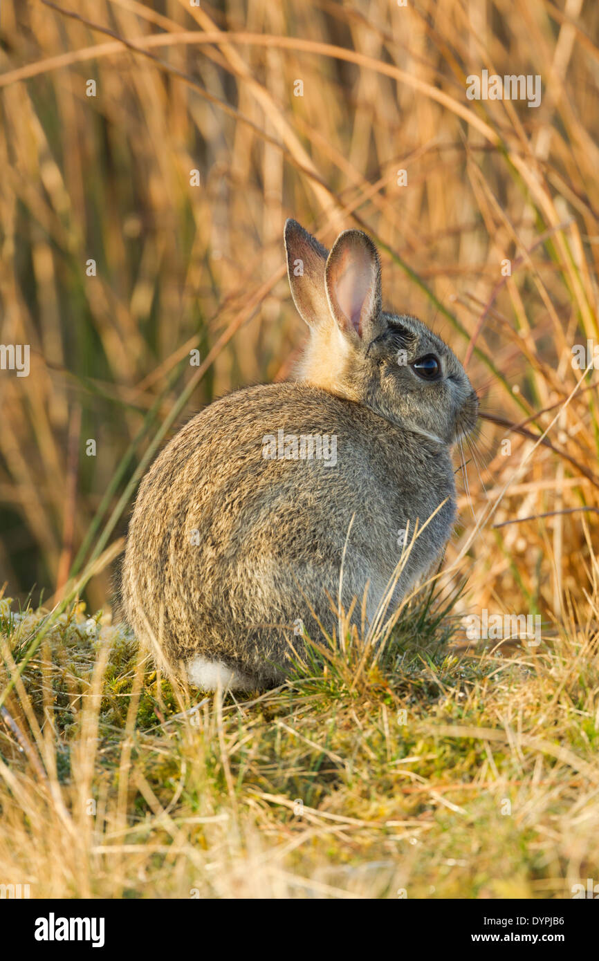 Wild rabbit Oryctolagus cuniculus sitting in morning light among rough grasses Stock Photo