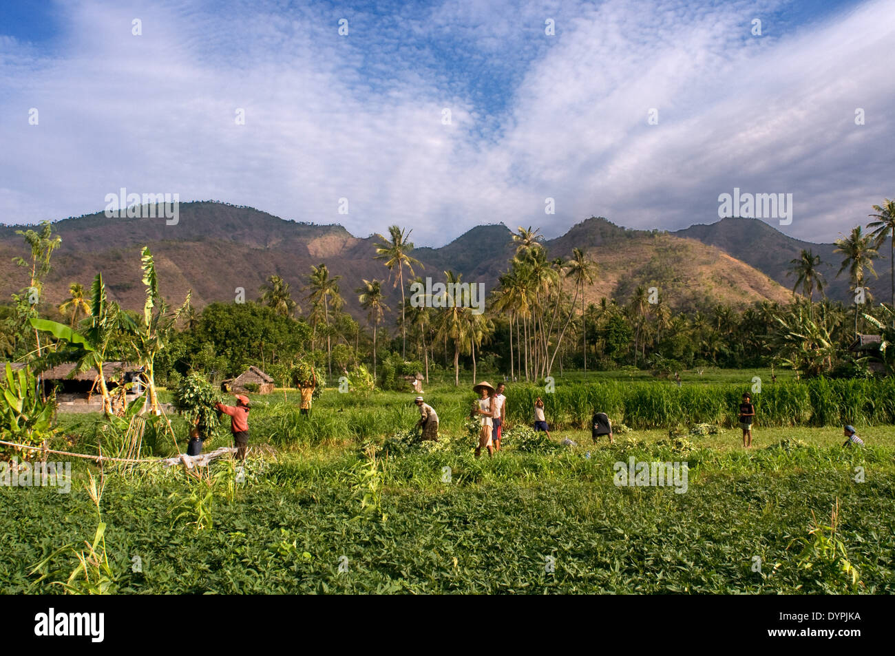 Camps near the fishing village of Amed East Bali culture. Amed is a long coastal strip of