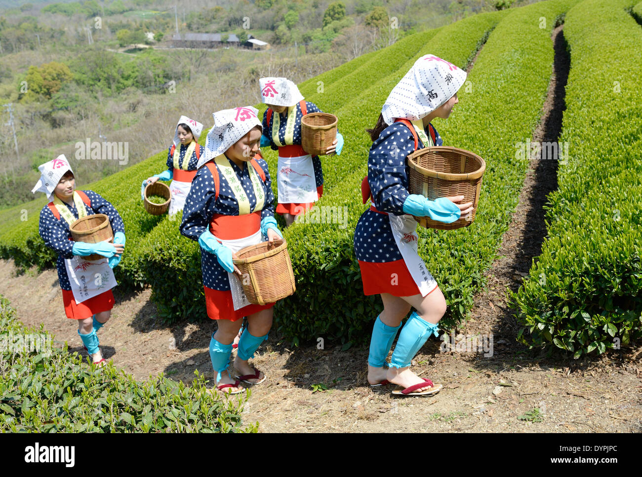 Young Japanese women harvesting green tea leaves on hill of tea plantation Stock Photo