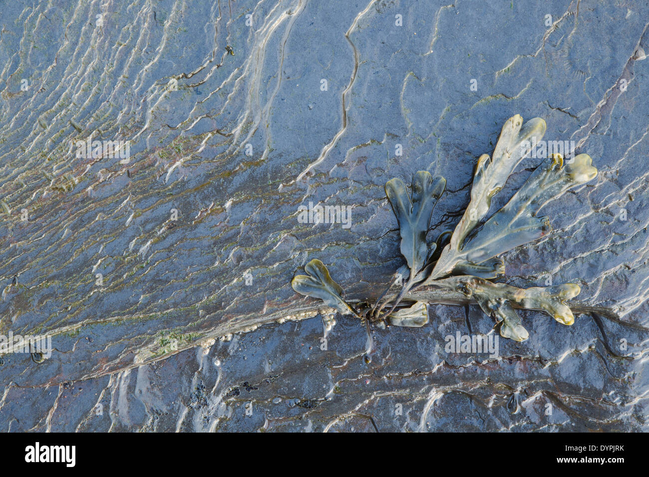 Bladder Wrack seaweed, Latin name Fucus vesiculosus, lying on a wave cut platform Stock Photo